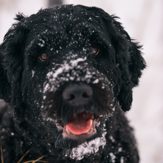 adult portuguese water dog black portuguese water dog in snow